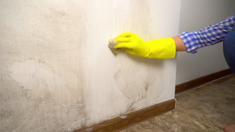 Mold Documentation for Insurance Claims in Pittsburg, TX