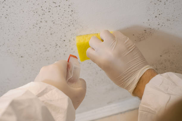 Best Mold Remediation for Rental Properties  in Pittsburg, TX