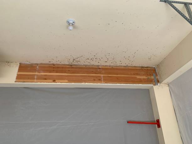 Reliable Pittsburg, TX Mold Removal Solutions