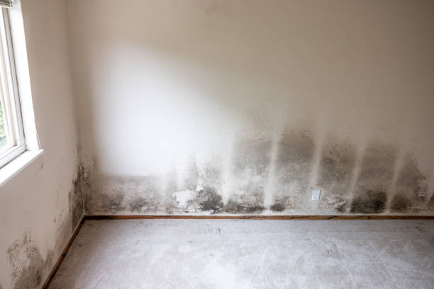 Best Mold Remediation for Healthcare Facilities  in Pittsburg, TX